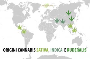 Cannabis Sativa Indica Ruderalis mappa