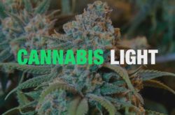 Cannabis Light